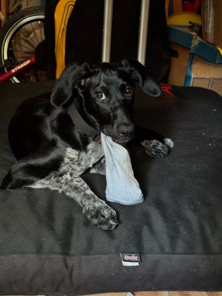 Když nesmí vybuchovat pelechy, budu aspoň skládat ponožky. 🙈