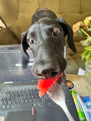 Já meloun, tobě stačí vidlička a špinavá miska 🤣 Princezna má vkus.